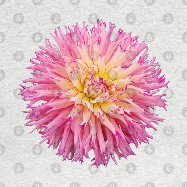 Pink Dahlia Floral Photo by ellenhenryart